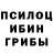 Псилоцибиновые грибы GOLDEN TEACHER ALEKSANDR CLEVER